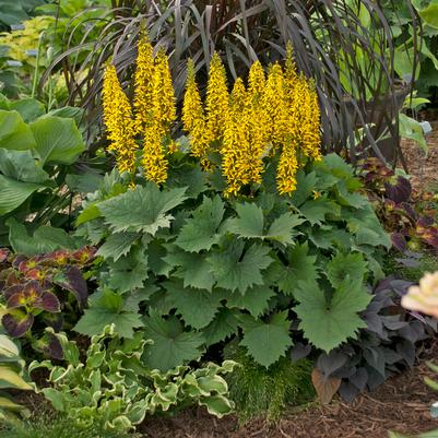 Ligularia stenocephala 'Bottle Rocket'