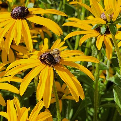 Rudbeckia fulgida deamii 