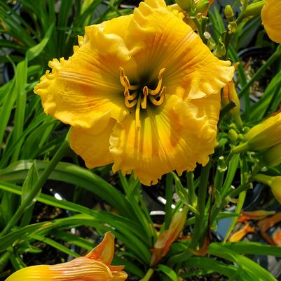 Hemerocallis hybrid Rainbow Rhythm® 'Orange Smoothie'