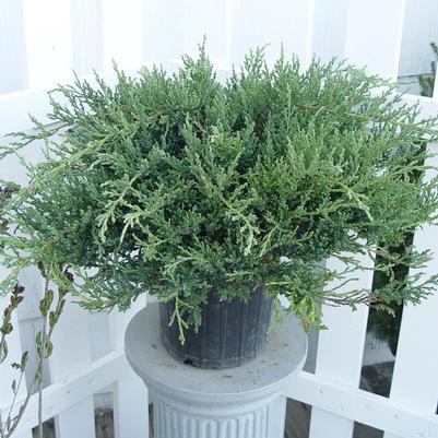 Juniperus chin. Sargentii Viridis