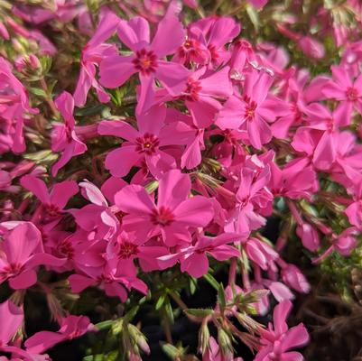Phlox subulata Spring Hot Pink