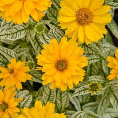 Heliopsis helianthoides 'Bit of Honey'