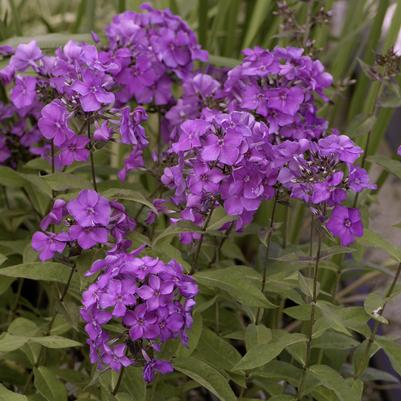 Phlox paniculata Blue Paradise