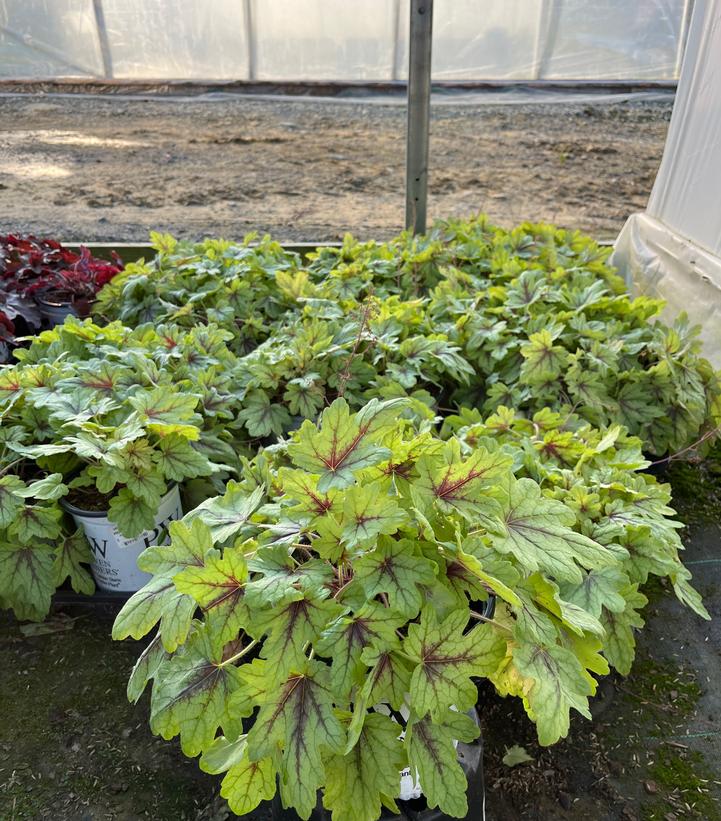 Heucherella hybrid Fun and Games® Fun and Games® 'Eye Spy'