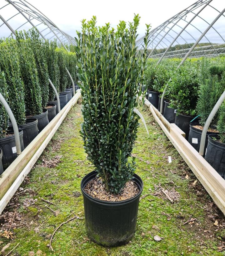 Ilex crenata Sky Pencil