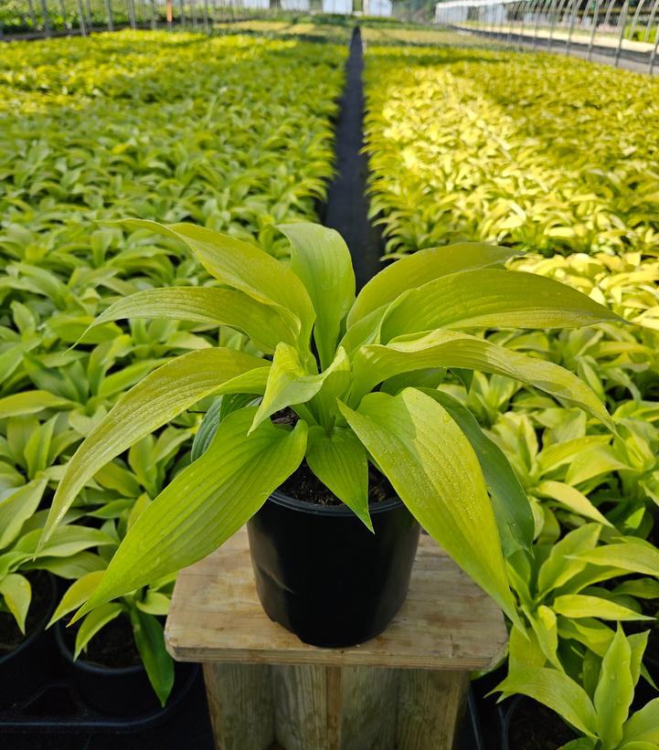 Hosta 'Dancing Queen'